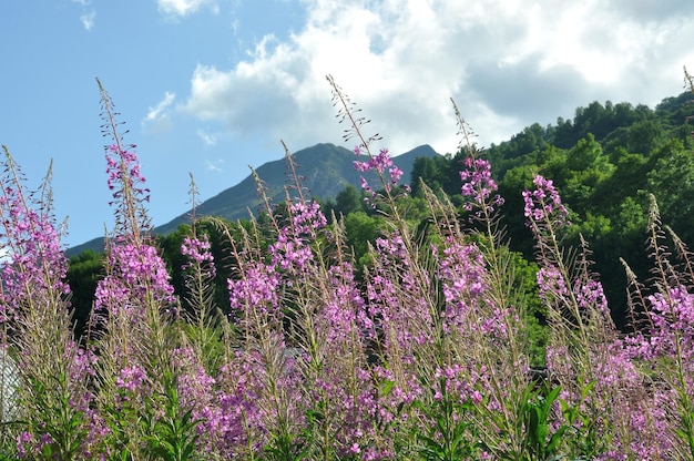 Fireweed in Valloire in the Alps