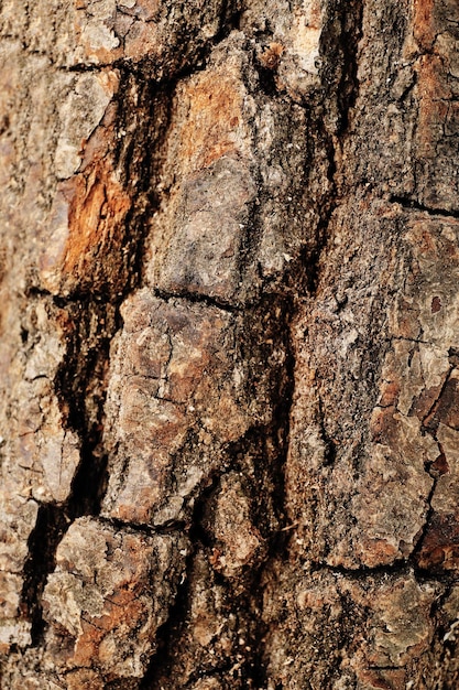 Firewood closeup