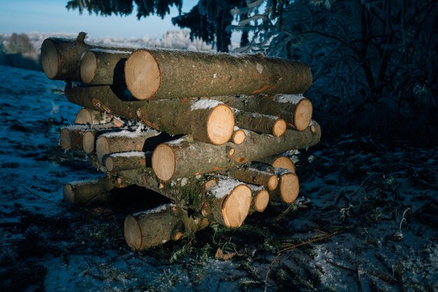 Firewood in the forest in winter stacked logs