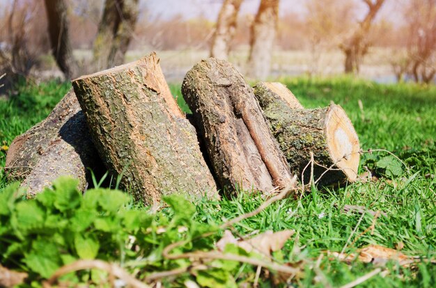 Firewood on green grass, outdoor recreation, spring, summer