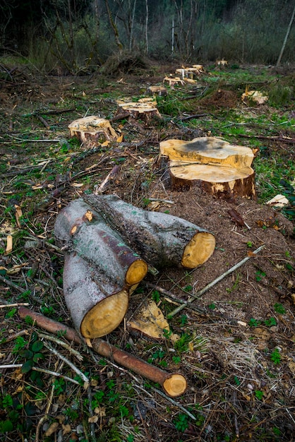 Firewood logs prepared for cold winter