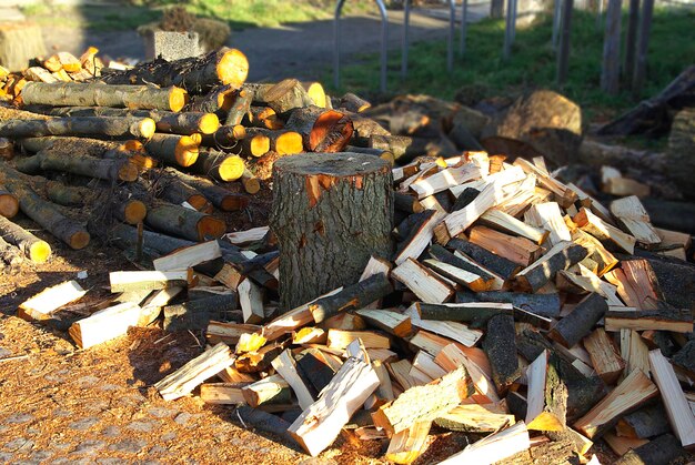 写真 野原での燃焼用木