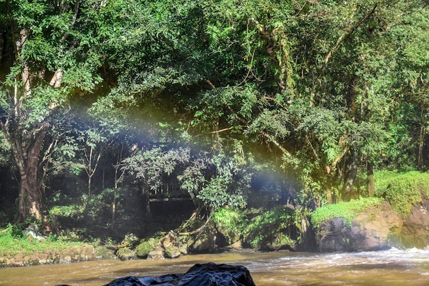 Foto spettacolo di fuochi d'artificio sul fiume in mezzo agli alberi della foresta