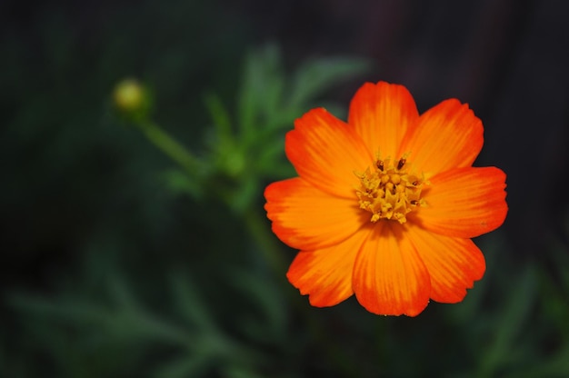 Firey cosmos flower