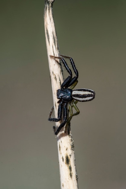 Firmicinus bivittatus - a species of crab spider in the genus Firmicus.