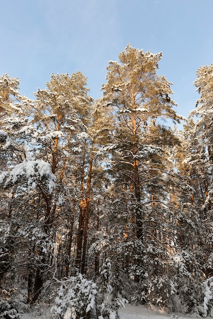 ели и сосны в зимний сезон