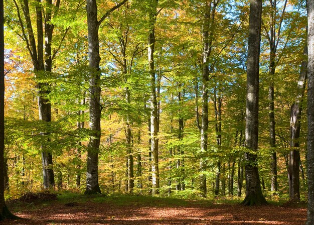 Primo fogliame giallo autunnale nella soleggiata foresta di faggi