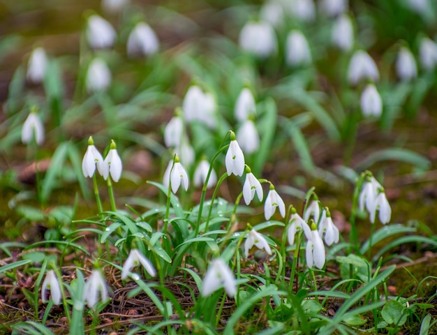 First beautiful snowdrops in spring