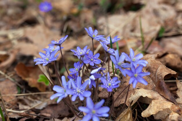 The first blue forest flowers in the spring season, forest plants in the spring in the forest