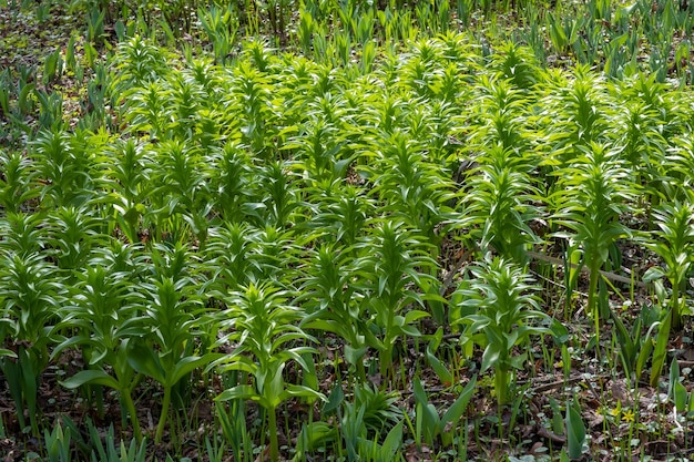 First bright green shoots of plants in sunny spring garden