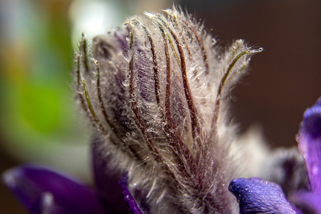 First bud of snowdrops. Macro photo of snowdrop