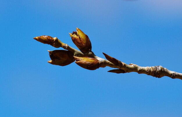 First bud of spring against the clear blue