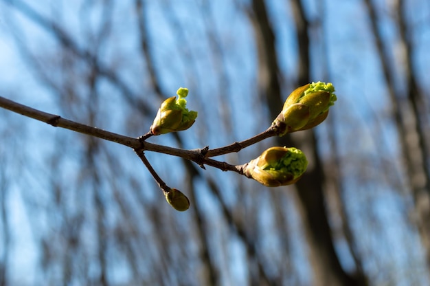 The first buds appeared on the tree