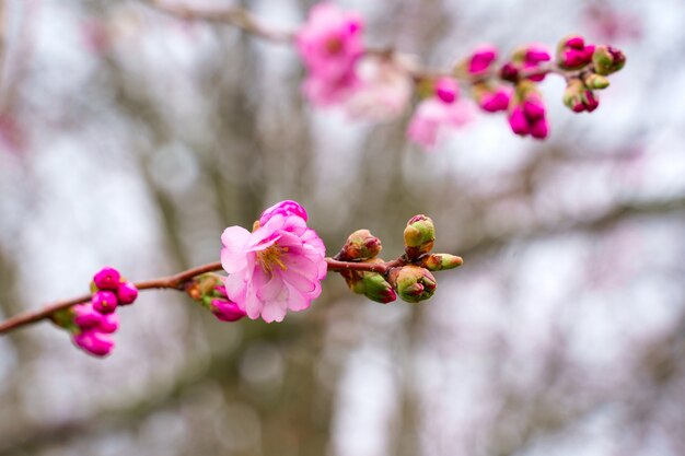 春の最初の桜