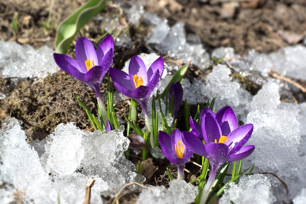 First crocuses in snow purple spring flowers