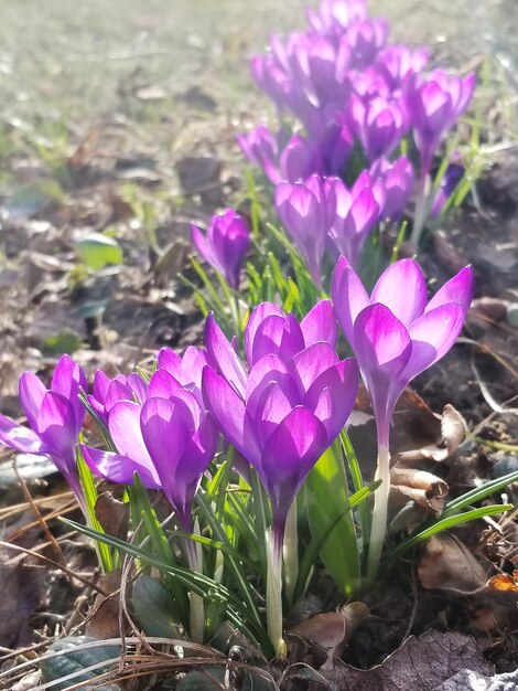 First crocuses on sunny morning bokeh background