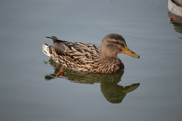 春のアヒルの最初の日は晴れた日に湖で泳ぎます