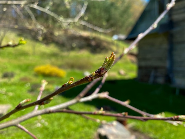 早春の木や茂みの細い枝につぼみが付いた最初の初期の小さな葉