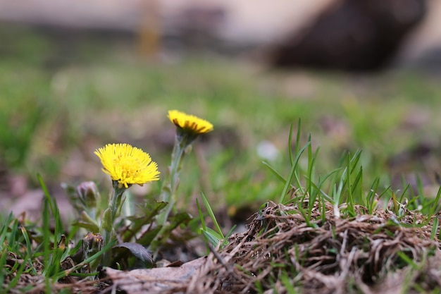 最初の花の母と継母