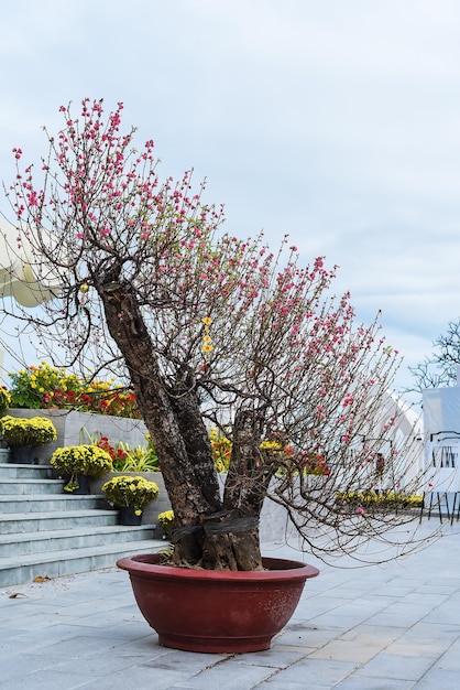 First flowers of sakura tree growing in Vietnam