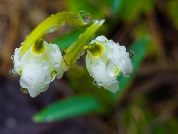 First flowers Spring snowdrops flowers in forest