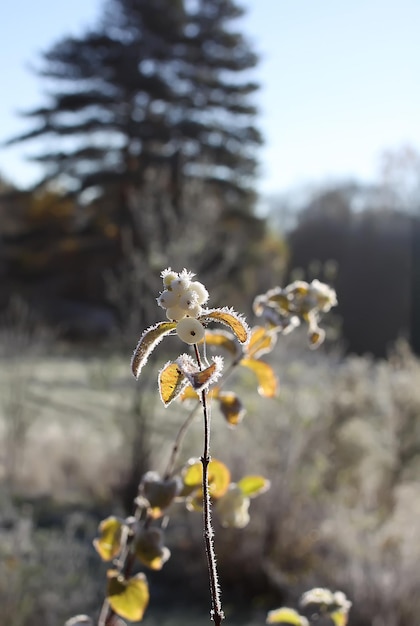 First frost in autumn park Early morning in november Wet branches and leaves in rime