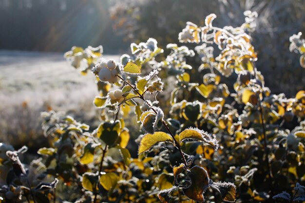 First frost in autumn park Early morning in november Wet branches and leaves in rime