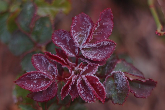 The first frost covered the rose leaves.