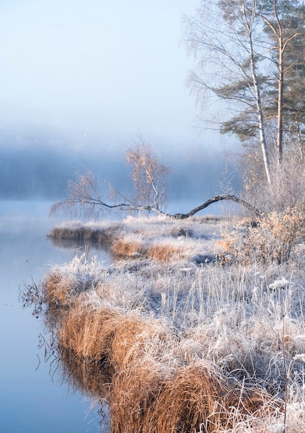 First frost on a forest misty lake with a beautiful birch on the shore, autumn landscape in bright morning