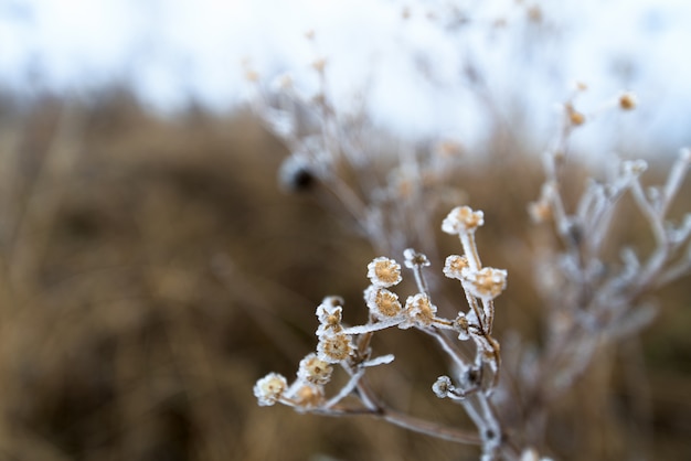 The first frost, frost on leaves and flowers. winter composition