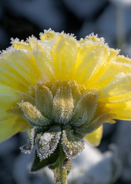 First frost Frozen flower Beautiful death Contrast dahlia in the cold Winter Cold Energy Freeze