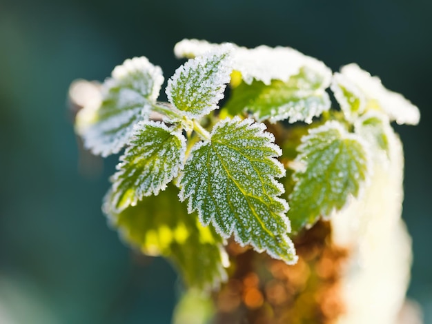 First frost on green nettle leaves in autumn