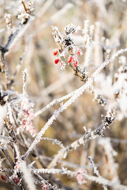 First frost winter coming concept Barberry branch covered hoarfrost close up