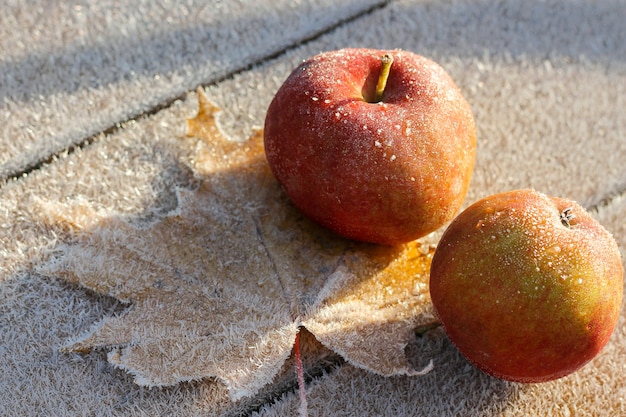 The first frosts in late autumn. the apples and maple leaf were covered with frost. autumn background, top view