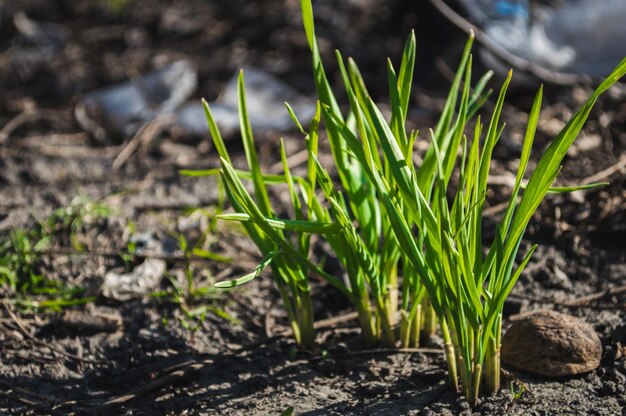 Первая зеленая трава растет из земли Зеленые листья травы крупным планом с боке Фото новой жизни Фото ко Дню Земли 22 апреля