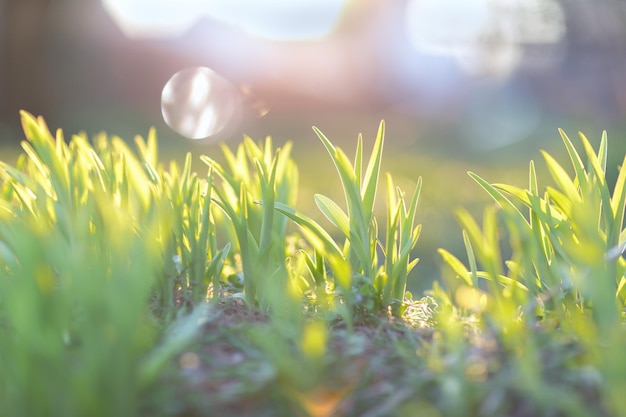 朝日光の最初の緑の草早春のコンセプトソフトフォーカス