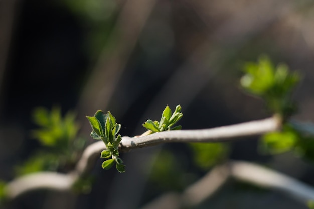 First green leaves on branch of tree Green leaves closeup with bokeh Photo of new life Photo for Earth Day in 22 April