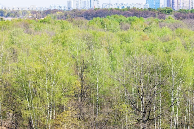 사진 봄에 도시 공원의 나무에 첫 번째 녹색 잎