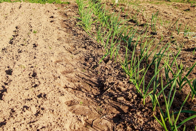 First greens grow in the garden in spring Gardening and growing farm vegetables Rural life