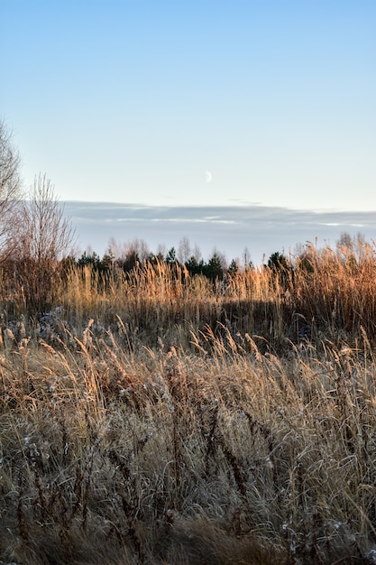 The first ice on the sun at sunset