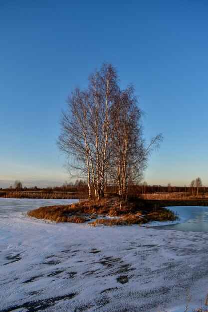 The first ice on the sun at sunset