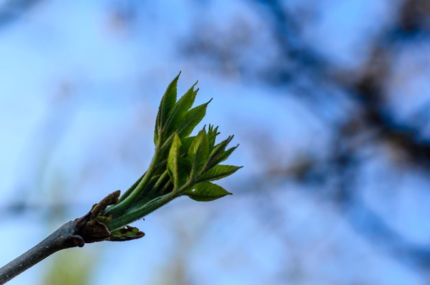 木の枝に最初の葉