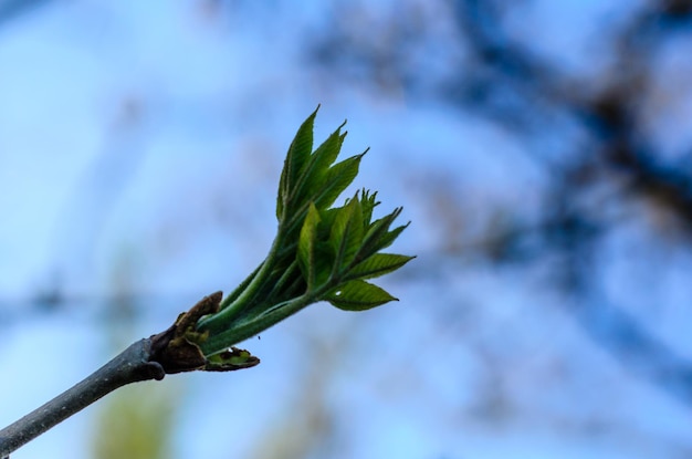 木の枝に最初の葉