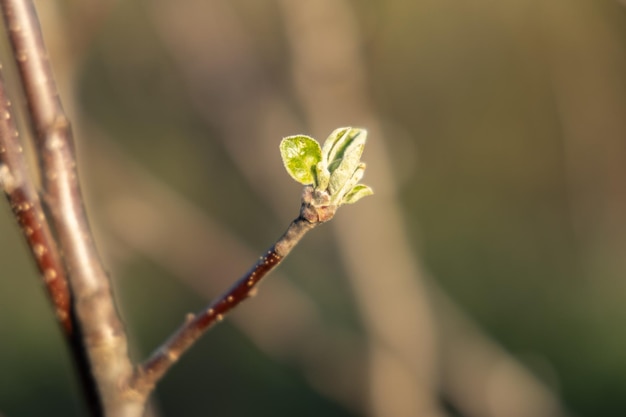 First leaves on a tree Spring season Concept of the beginning of a new life