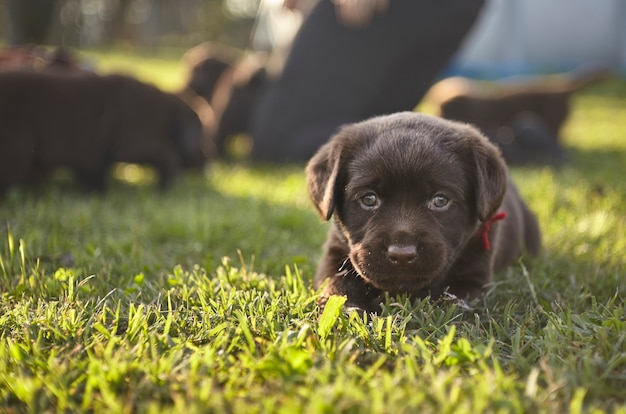 The first moments of play of a labrador puppy