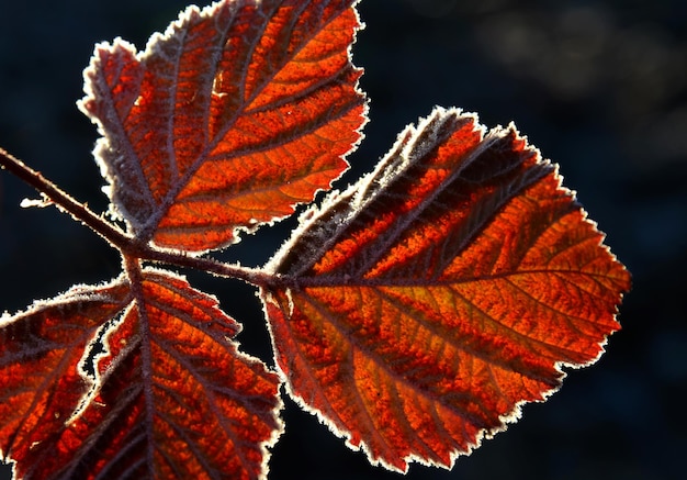 First november frost on a leaves