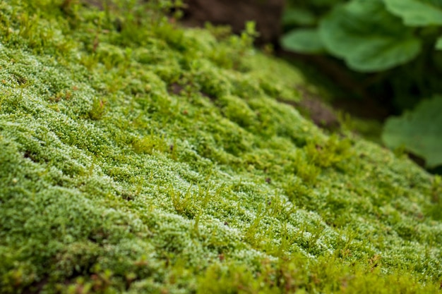 最初の植物小さな植物がぼやける