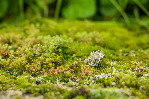 最初の植物小さな植物がぼやける