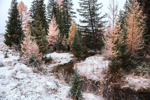 First snow in autumn forest. Altai, Siberia, Russia. Beautiful winter landscape. Wild forest with pines and larches