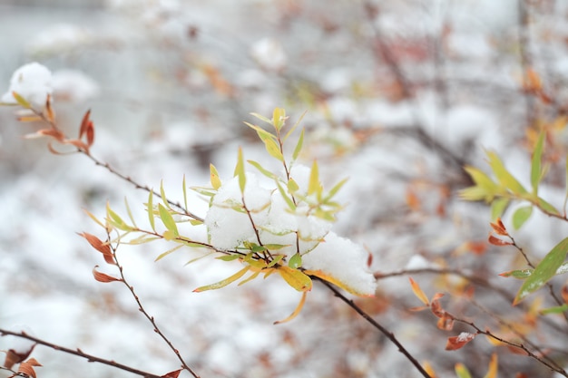 Prima neve sui rami con foglie.